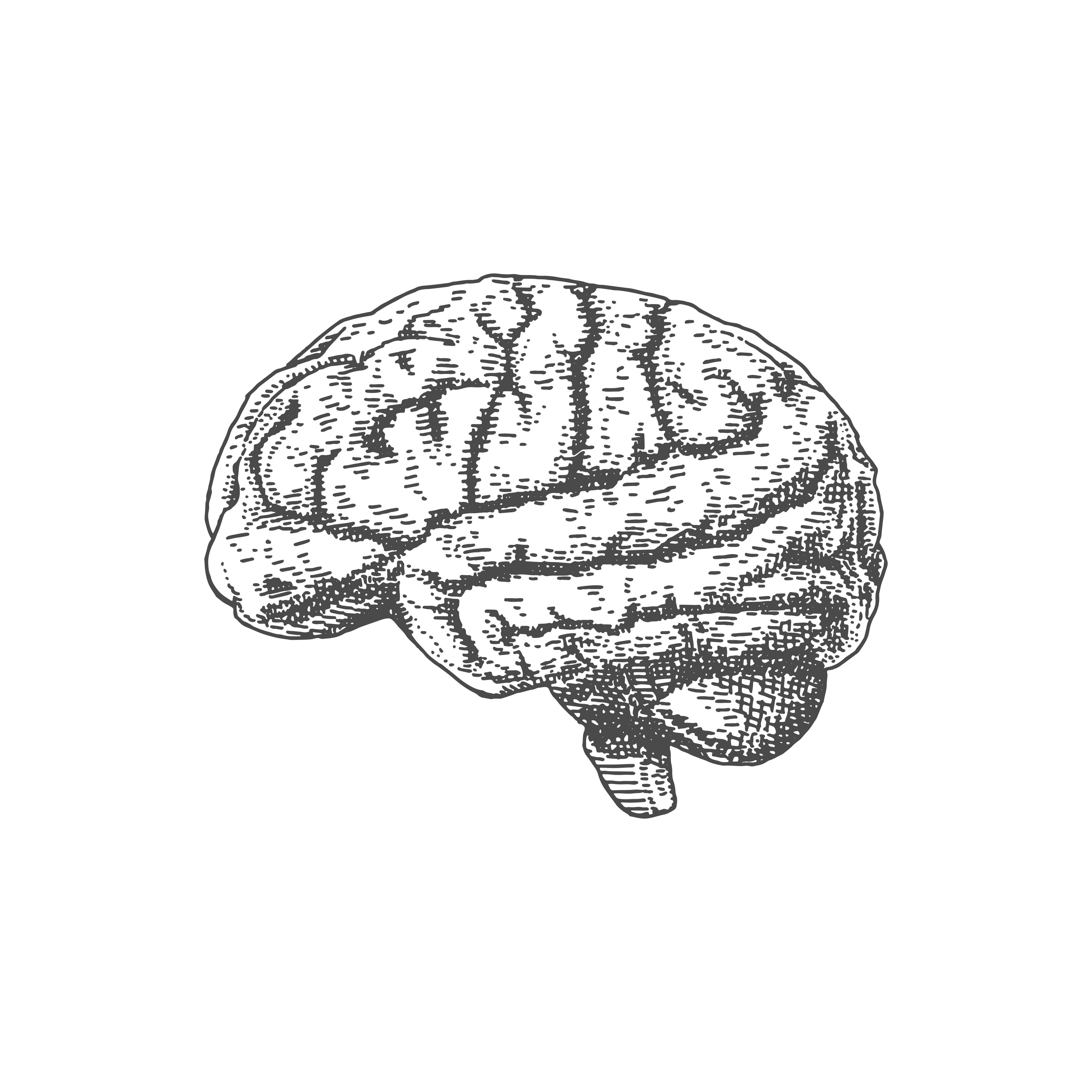 Brain Model